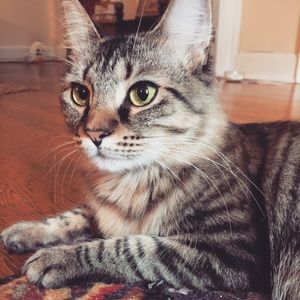 Beautiful Maine Coon Mix Kitty